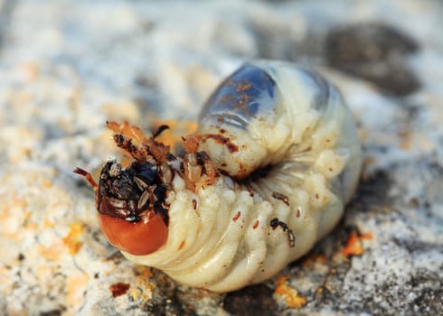 Larva of cockchafer (Melolontha)