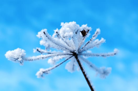 Winter landscape.Winter scene .Frozenned flower