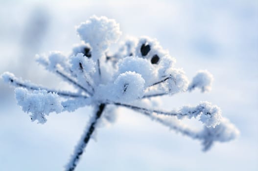 Winter landscape.Winter scene .Frozenned flower