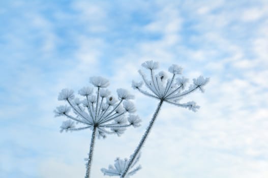 Winter landscape.Winter scene .Frozenned flower