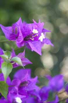 Purple bougainvillea under the sun on green garden background
