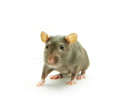 funny rat  isolated on white background