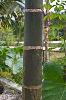 bamboo in the resort