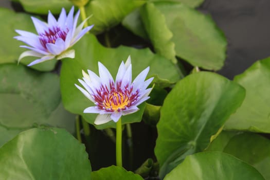 waterlily, lotus blooming in the tropical garden