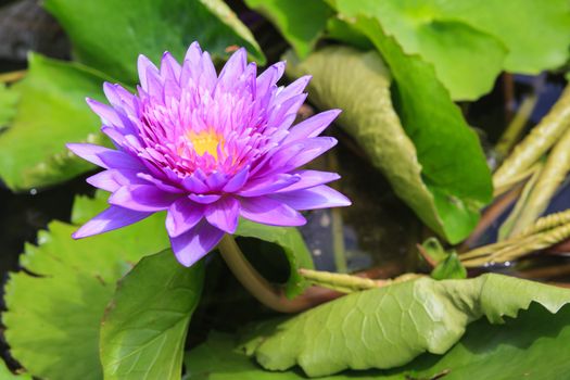 waterlily, lotus blooming in the tropical garden