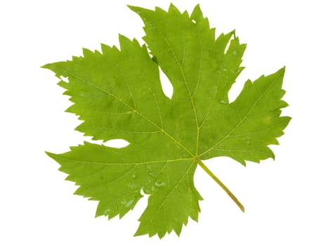 Grape leaf on white background