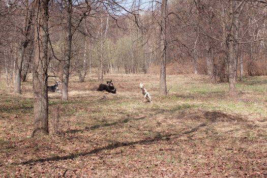 Three oriental hounds running in the spring forest
