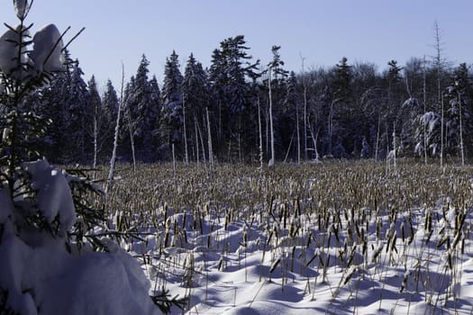 winter Scene