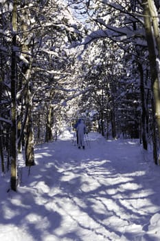 winter Scene