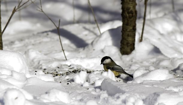 Black-capped chickadee (Poecile atricapillus) in a winter scene