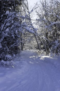 winter Scene