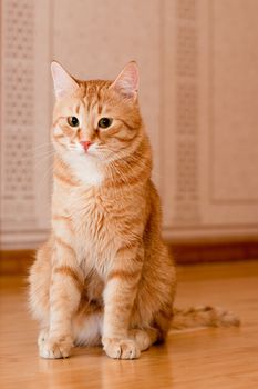 A young ginger tabby cat on the wooden floor
