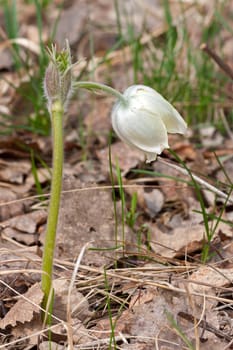 Pasque-flower close-up on  background of leaves, spring, Russia.