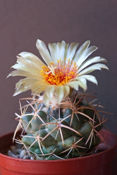 Cactus flower on  dark  background.Image with shallow depth of field.
