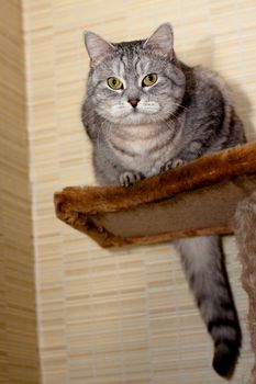 A sitting grey tabby cat
