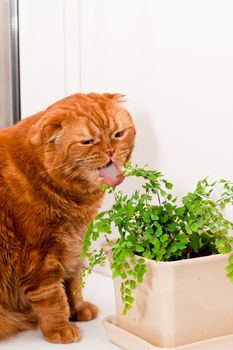A scottish fold cat sitting on a windowsill and eating of houseplants

