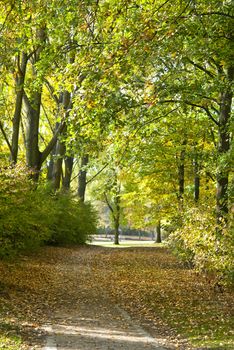 Rheinaue, a leisure park in autumn on the banks of the Rhine in Bonn, Germany 
