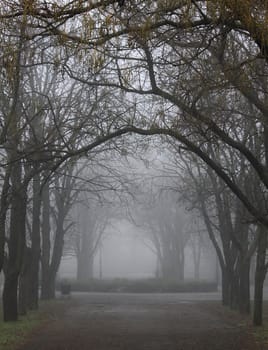 path in a foggy park
