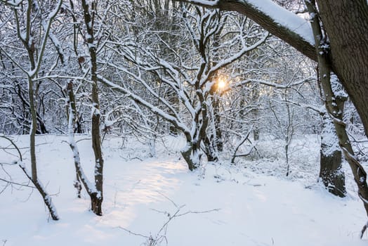 sun shining through the trees in winter landscape with snow