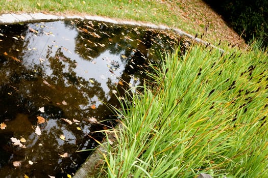 A pond in the autumn park with brown leaves and green grass
