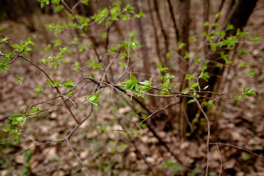 Young green leaves on the bush in sunny spring day
