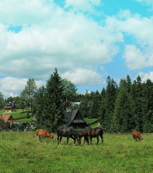 Herd of horses and cow grazing on an autumn meadow