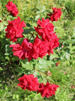 beautiful bushes of red roses