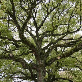 Crown of the tree seen from below with old wide branches and epiphytes