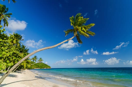 A palm tree over a white sand beach and turquoise Caribbean Sea water
