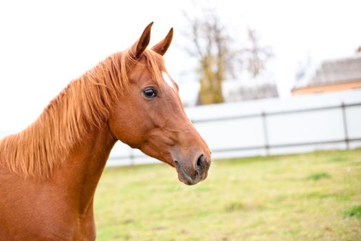A portrait of red horse
