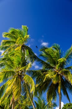 View of palm trees and beautiful deep blue sky