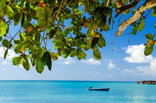 View of a tree and turquoise blue water with the tree in focus