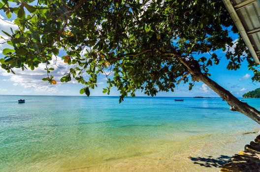 Tree extending out over the Caribbean Sea in San Andres y Providencia, Colombia