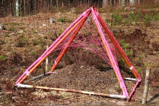 ennobled anthill in the forest with pink fences. trance festival