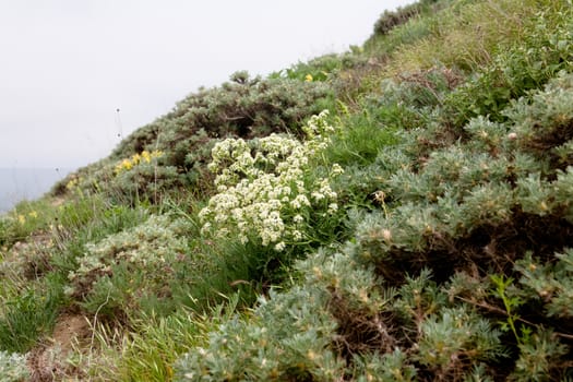 Several white and yellow flowers on a slope
