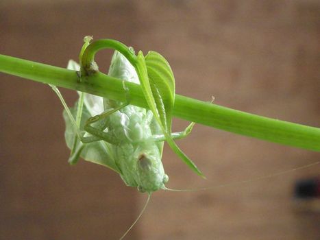 This species of locust, rarely seen in Florida, in mass numbers during migration can destroy tons of crops causing severe economic strain on agriculture.