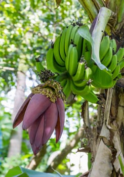 Banana blossom and bunch on tree in Thailand