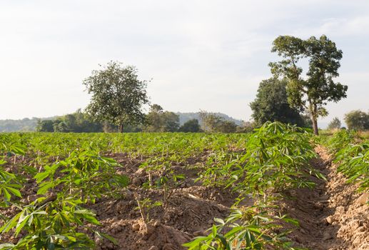 Green of cassava or manioc field in Thailand.