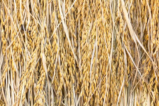 Dry paddy rice seeds mass product from Thailand