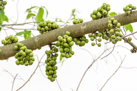 Green Fig fruit on  tree  in Thailand
