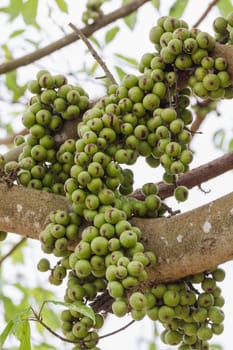 Green Fig fruit on  tree  in Thailand