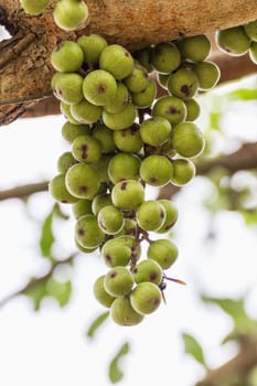 Green Fig fruit on  tree  in Thailand