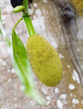 Jackfruit hanging on the tree in Thailand