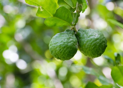 Leech lime or Bergamot  fruits hanging on its tree