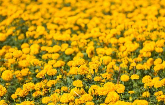 Field of Marigold or Calendula blooming in summer meadow.