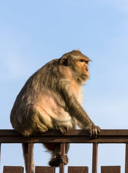 Monkey  in the cage of zoo ,Thailand