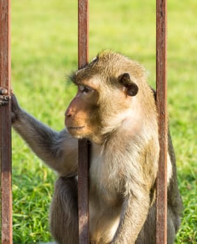 Monkey  in the cage of zoo ,Thailand