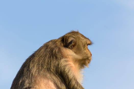 Macaque monkey portrait in Thailand