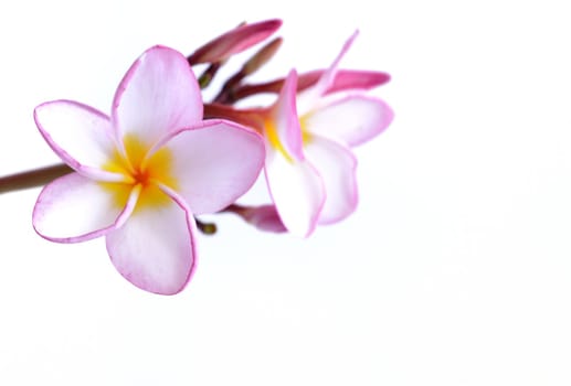 Plumeria flowers isolated on white