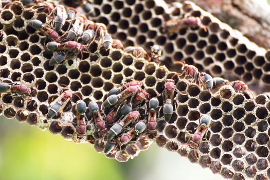 Nest of Hornet. Larvae and adults in the nest axis on tree.